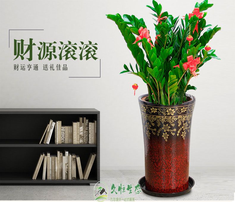 杭州拱墅金钱树